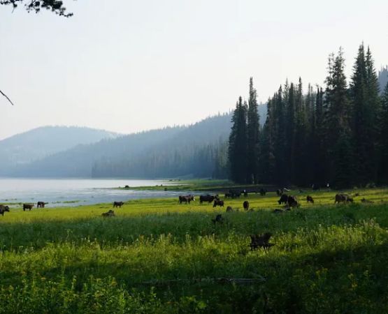Grouse Campground