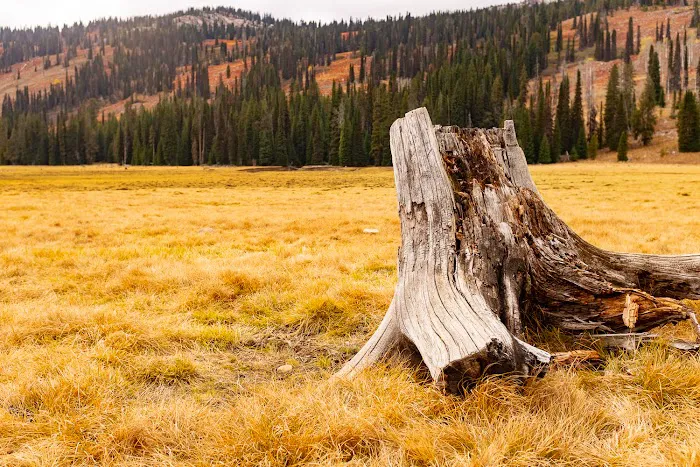 Grouse Campground 4