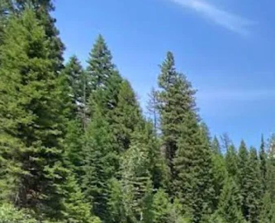 Ponderosa Peninsula Campground Loop