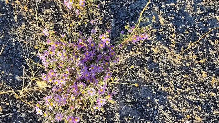 Boise National Forest 2