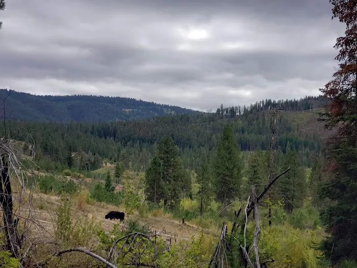 Cabin Creek Campground 5