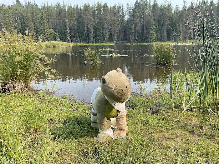 Moose Creek Campground 1