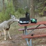 Poverty Flat Campground