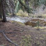 Paddy Flat Camping Area