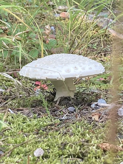East Creek Campground 5