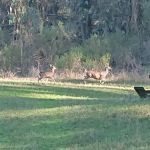 Wildcat View Group Camp