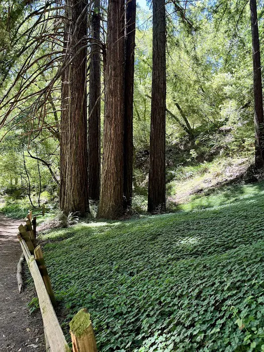 Fern Dell 0