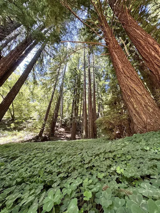 Fern Dell 1