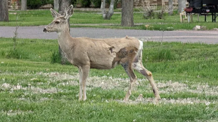Cottonwood Grove Campground Cherry Creek State Park 2