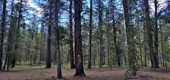 Father Dyer Campground 7
