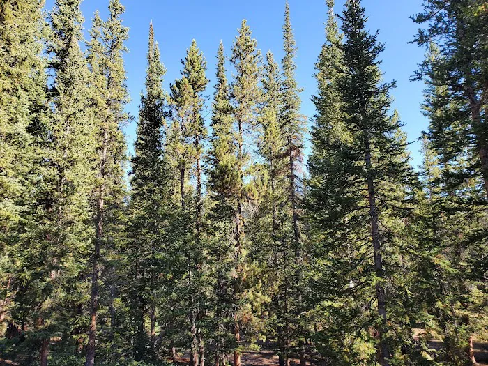 Lodgepole Campground 9