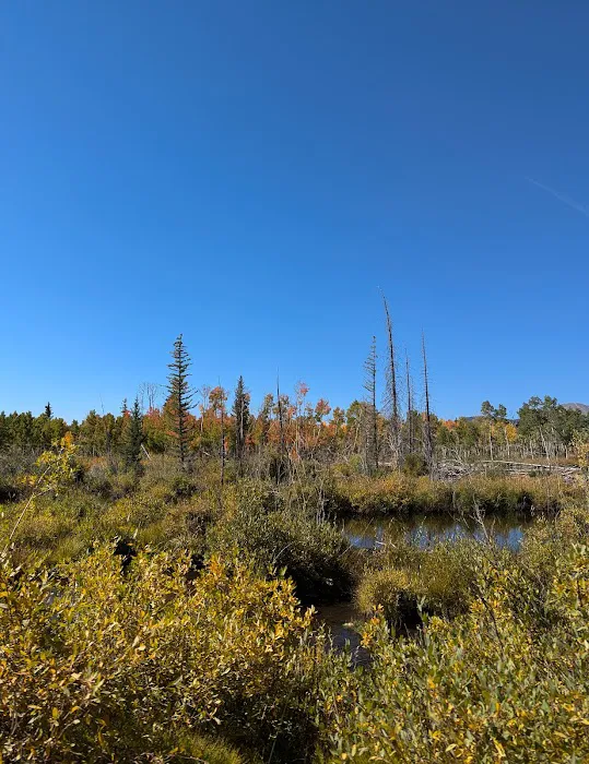 Lodgepole Campground 7