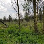 Beaver Ponds Picnic Area