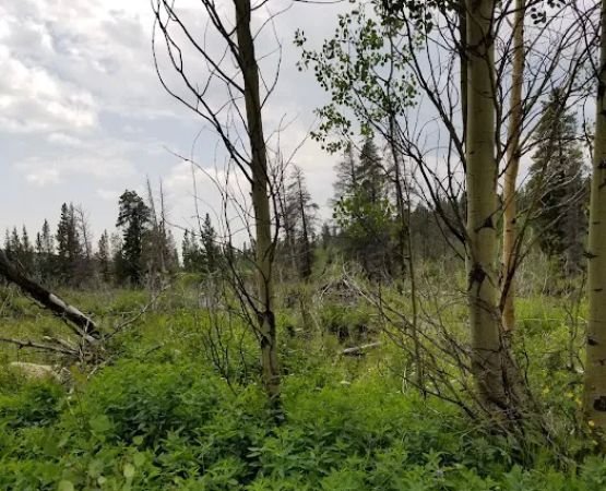 Beaver Ponds Picnic Area