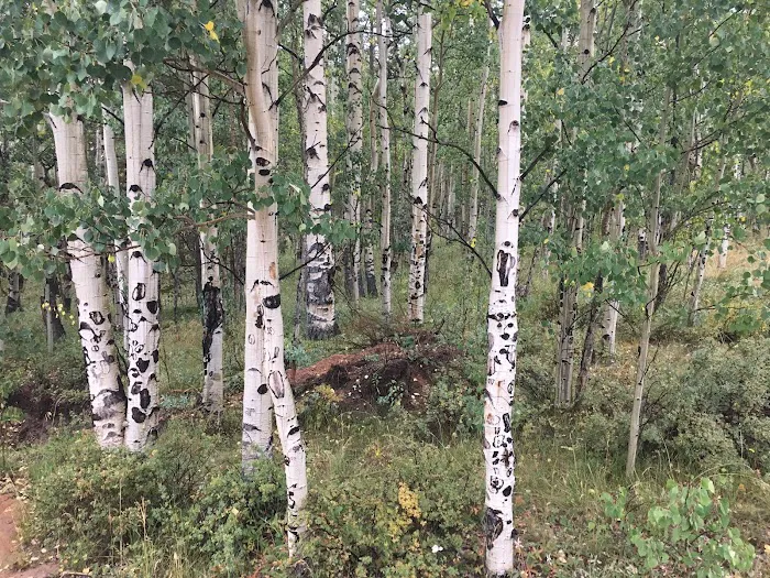 Timberline Campground 8