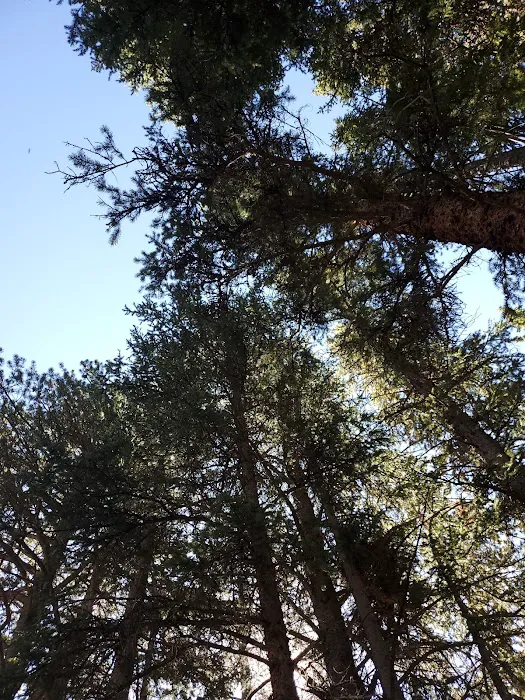 Weston Pass Campground 6