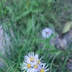 Cataract Creek Campground