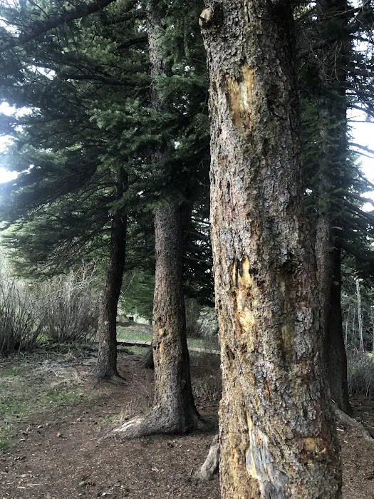 Cataract Creek Campground 6