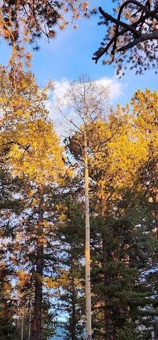 Revenuer's Ridge Campground 4