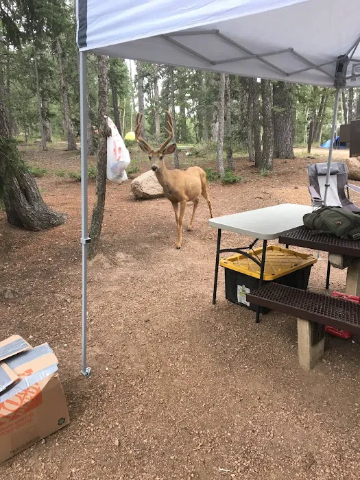 Prospector Ridge Campground 8