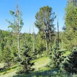 Prospector Ridge Campground