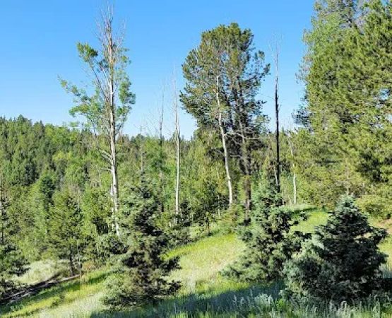 Prospector Ridge Campground