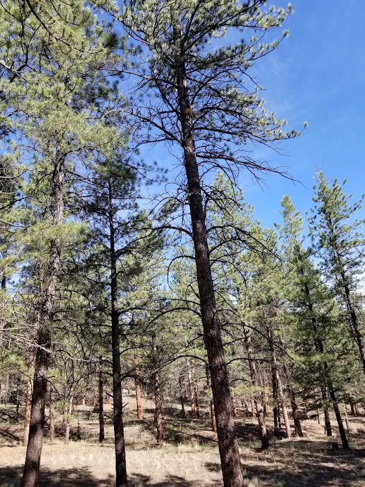 Blue Mountain Campground 8