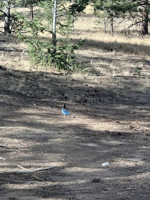 Badger Flats Campsite 4