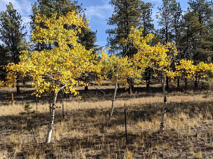 Round Mountain Campground 8