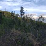 Lake Alice Campground