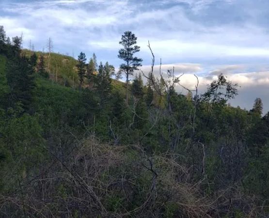 Lake Alice Campground
