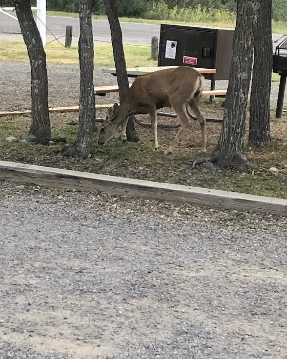 Lake Alice Campground 6