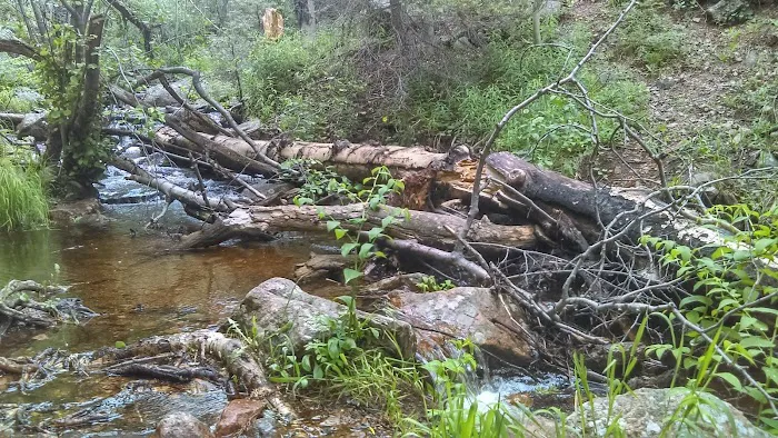 Ponderosa Group Campground 2