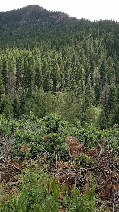 Ponderosa Group Campground 9