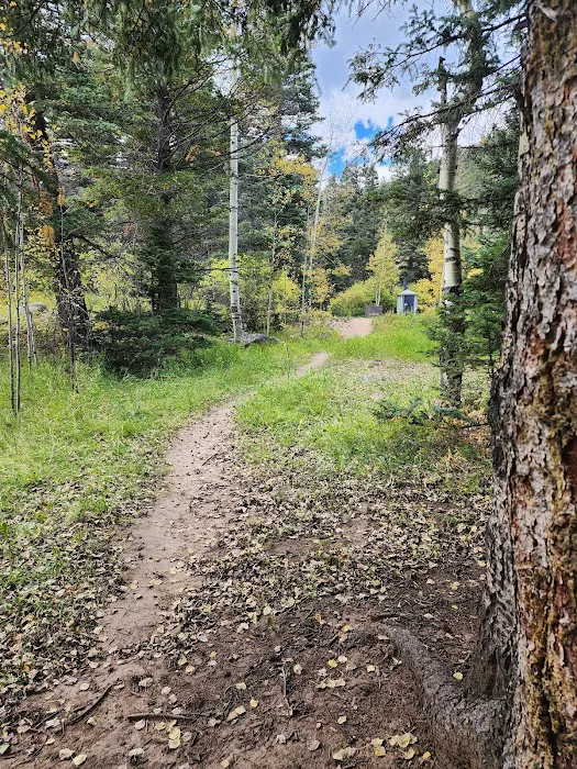 Spruce Group Campsite 1