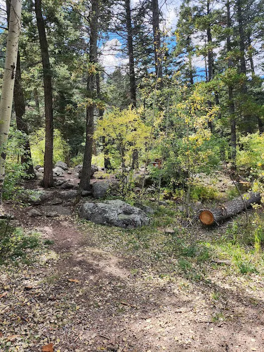 Spruce Group Campsite 4
