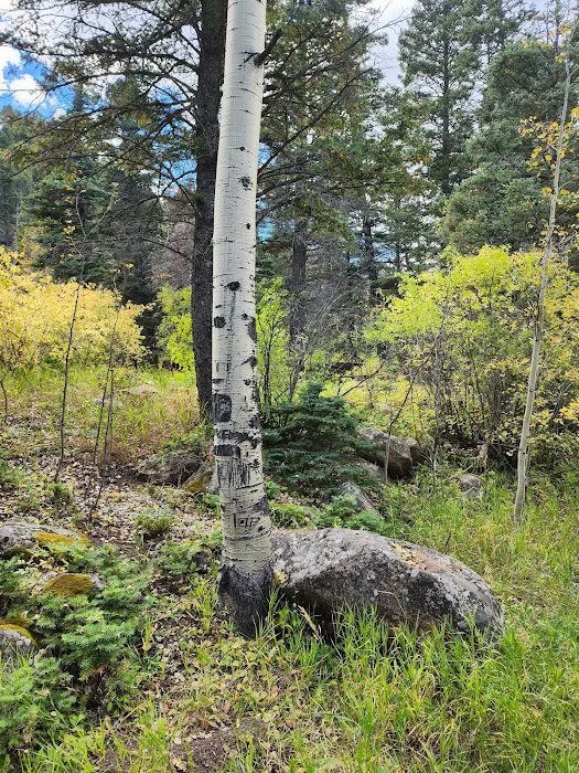 Spruce Group Campsite 0