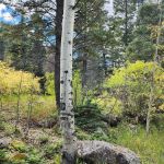 Spruce Group Campsite