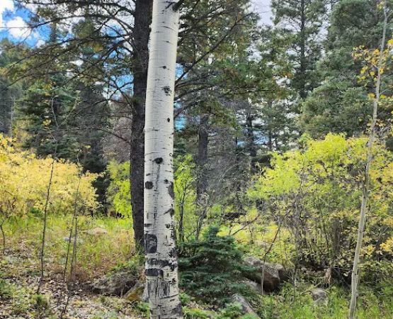 Spruce Group Campsite