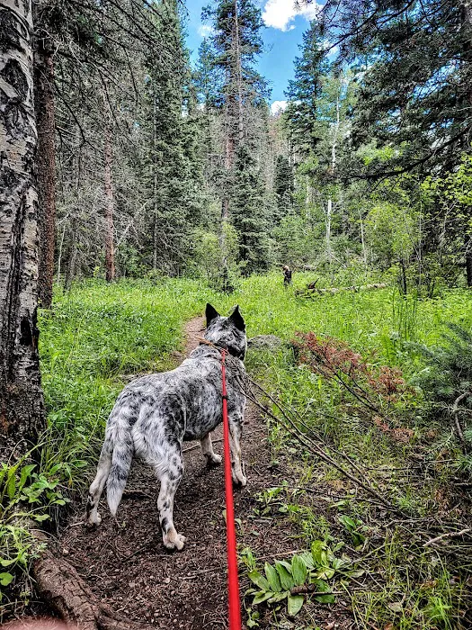 Ophir Creek Campground 9