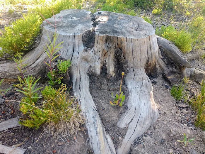 Meadows Campground 8