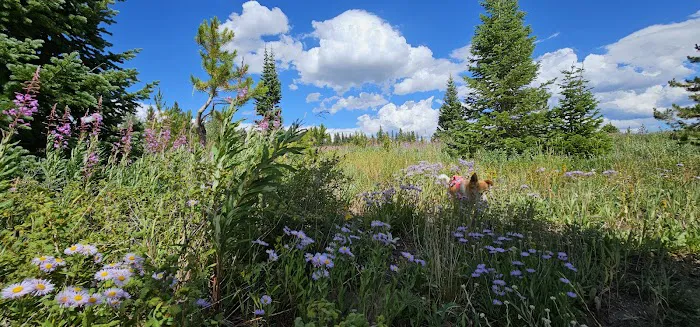 Dumont Lake Picnic Site (recgovnpsdata) 9