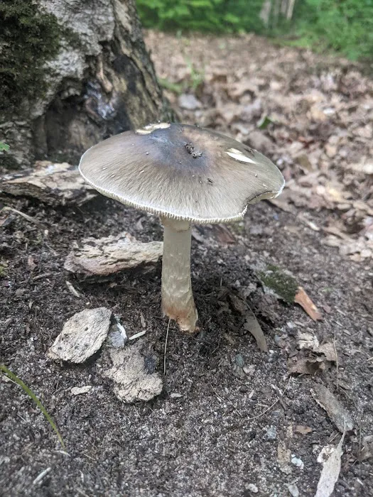Monocle Lake Campground 3
