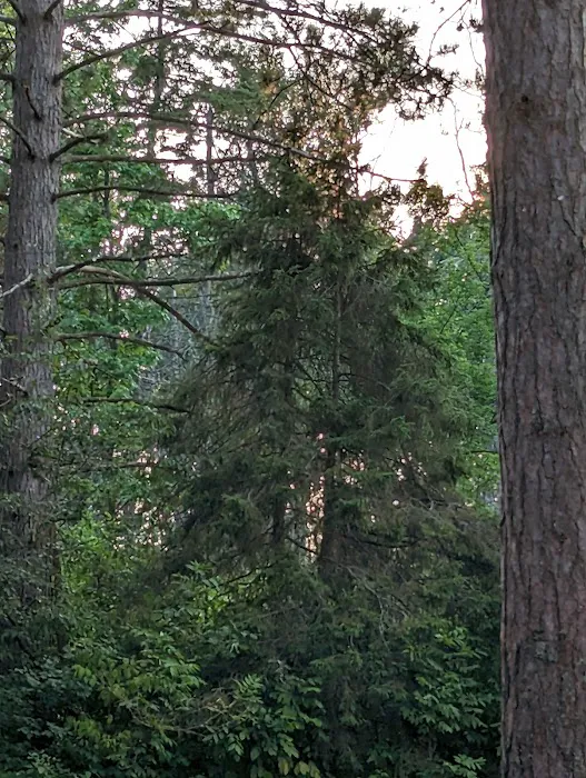Munuscong State Forest Campgrounds 4