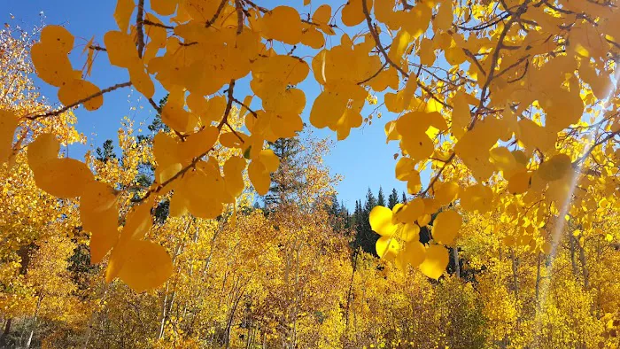 Blacktail Creek Campground 1
