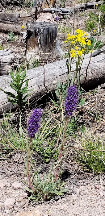Lynx Pass Campground 9