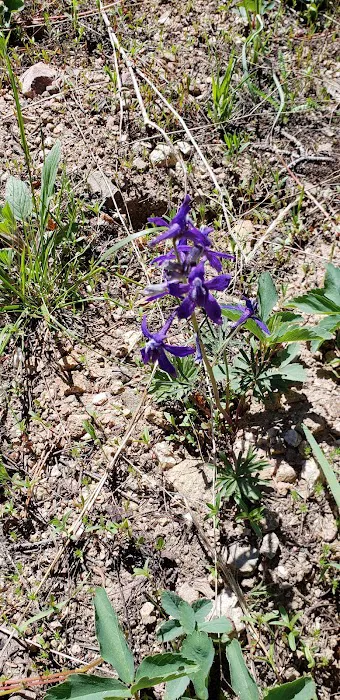Lynx Pass Campground 2