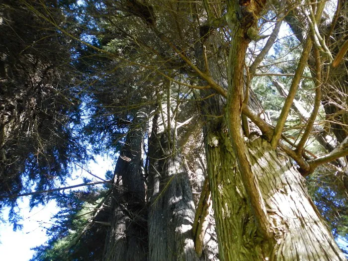 Kōkeʻe State Park Campground 8