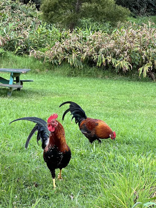 Kōkeʻe State Park Campground 6