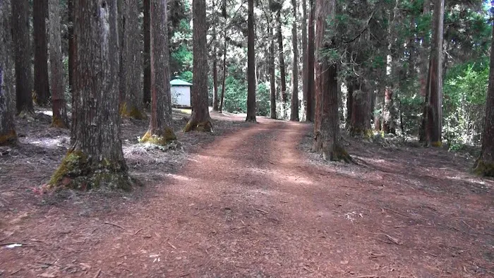 Sugi Grove Campground 7